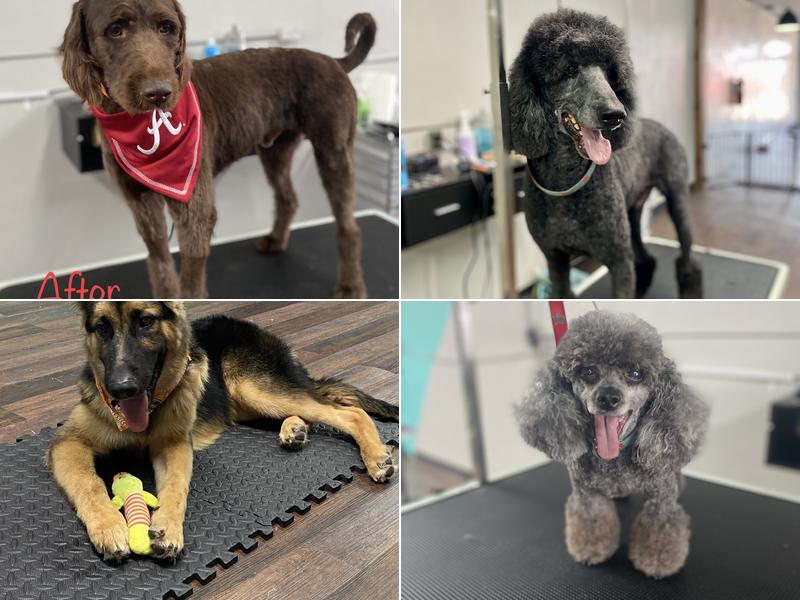 Snips and Snouts Pet Grooming