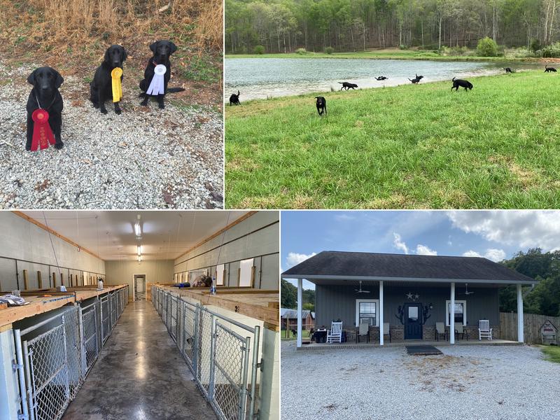 The Cove Boarding Kennels and Retriever Training