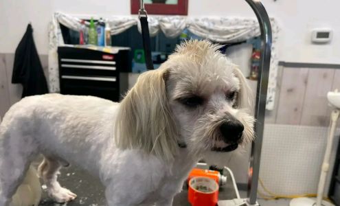 Amber's Pet Parlor 101 S Houston St, Edgewood Texas 75117