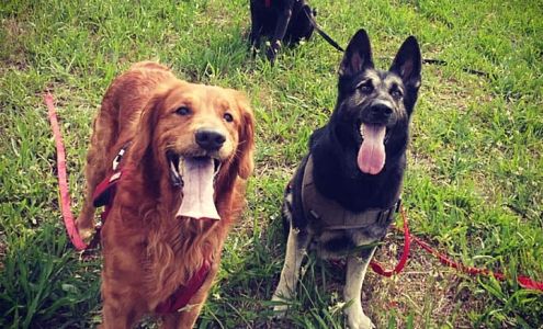 Daniyyel's Mobile Dog Grooming