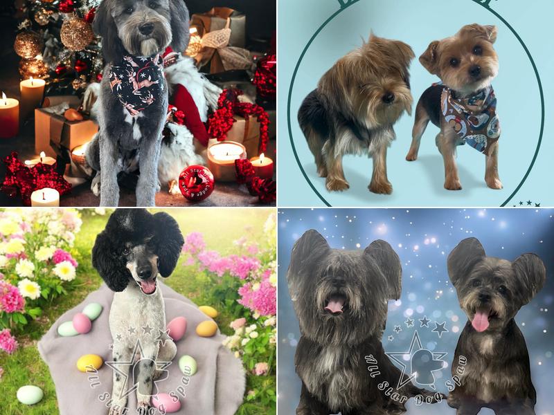 All Star Dog Lodge & Spaw