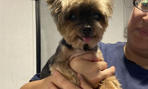 Head2paw Mobile Grooming Services 1714 Illinois St, Port Isabel Texas 78578