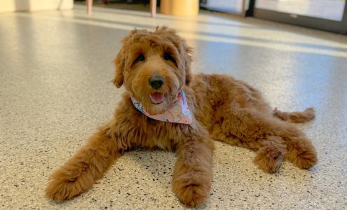 Well Groomed Pets McAllen 6500 N 10th St Suite U, McAllen Texas 78504