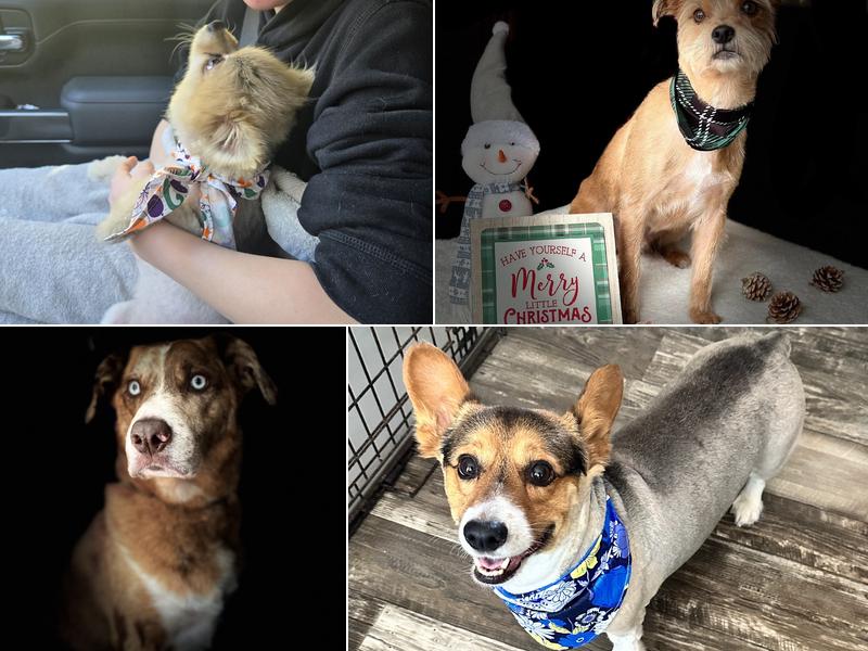 The Barking Bubbles Salon