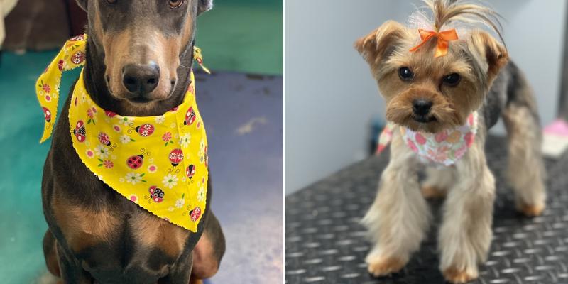 Alyssa’s Pampered Pooches