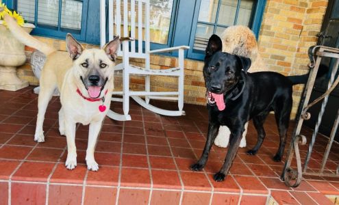 Fur Babies Bed & Biscuit, LLC West Columbia