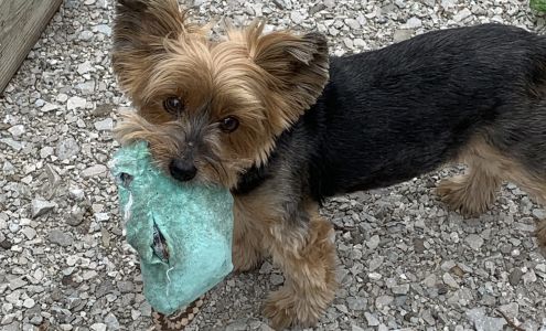 K911 Grooming 2617 Co Rd 130, Bedias Texas 77831