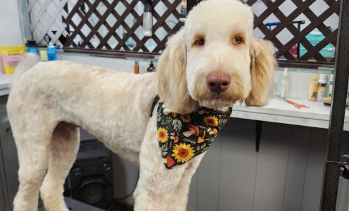 The Wizard of Pawz 116 W Mustang St, Caldwell Texas 77836