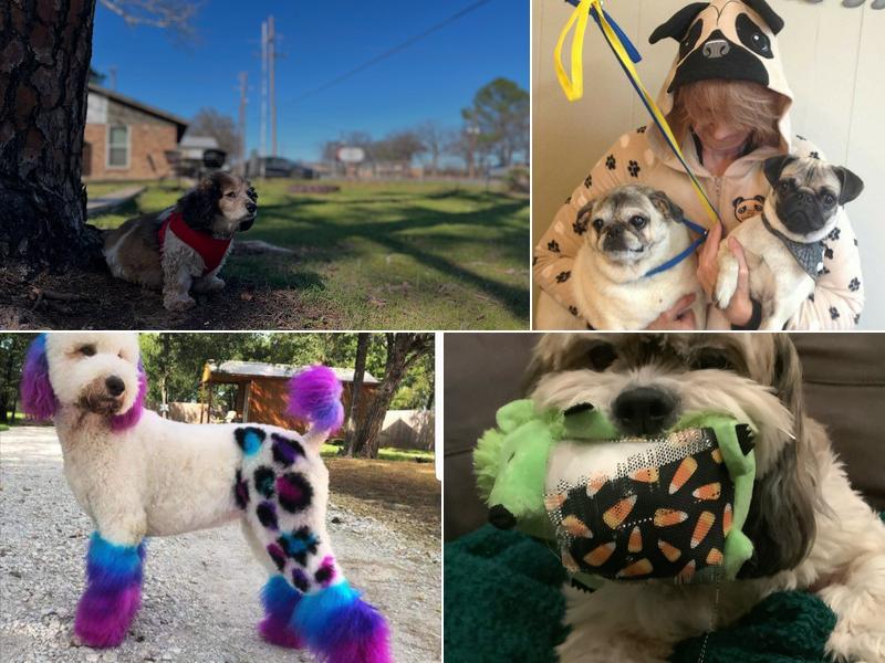 Texas Paw Fessional Grooming