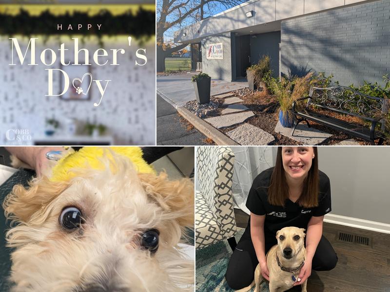 Cobb & Co Veterinary Clinic