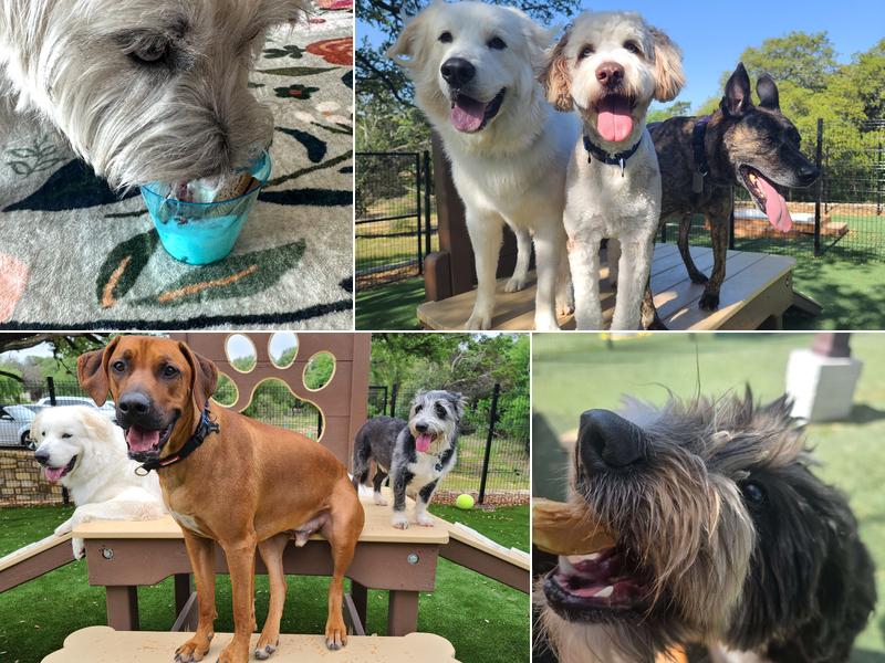 NEST Pet Retreat, Playcare and Spa