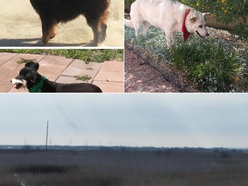 Fuzzie Was He Pet Grooming