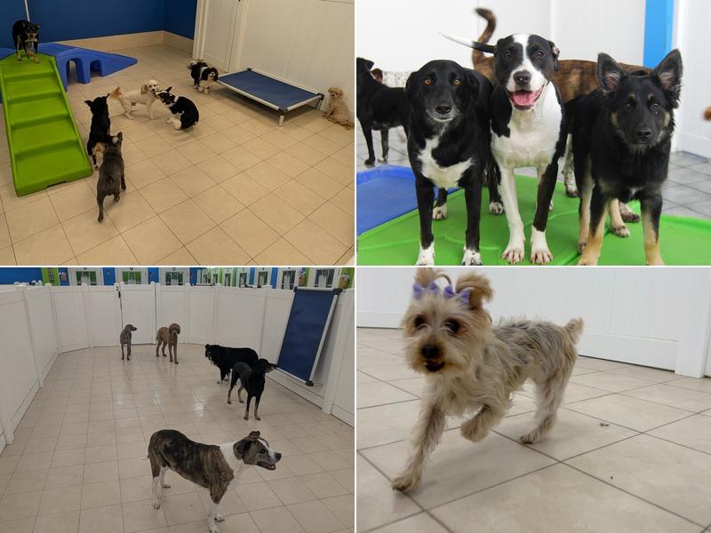 Hounds Town - Leander