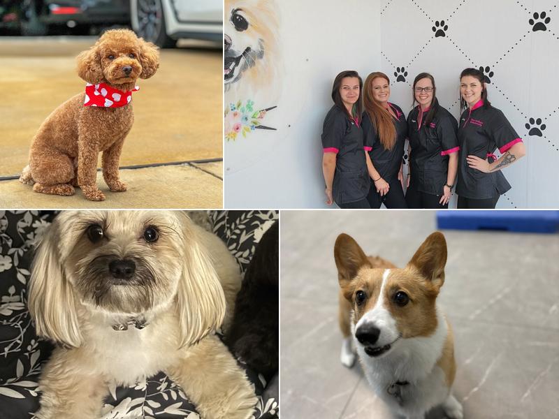 Erika Ashley's Elite Dog Grooming