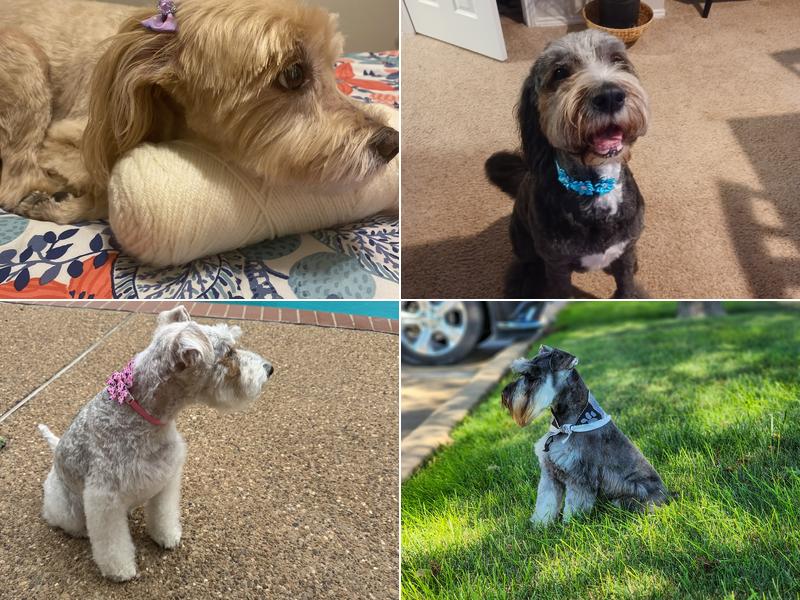 Rita’s Grooming Spa