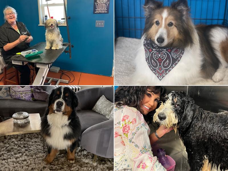 Squeaky Grooming and Care