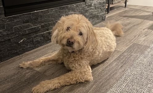 The Dreaded Groomer 86 W Airport Rd Unit 5, Heber City Utah 84032