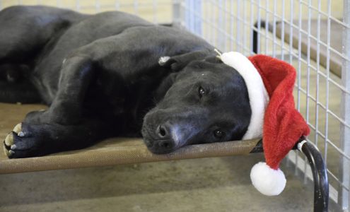 The Pet Resort | Boarding Kennels in Rock Springs