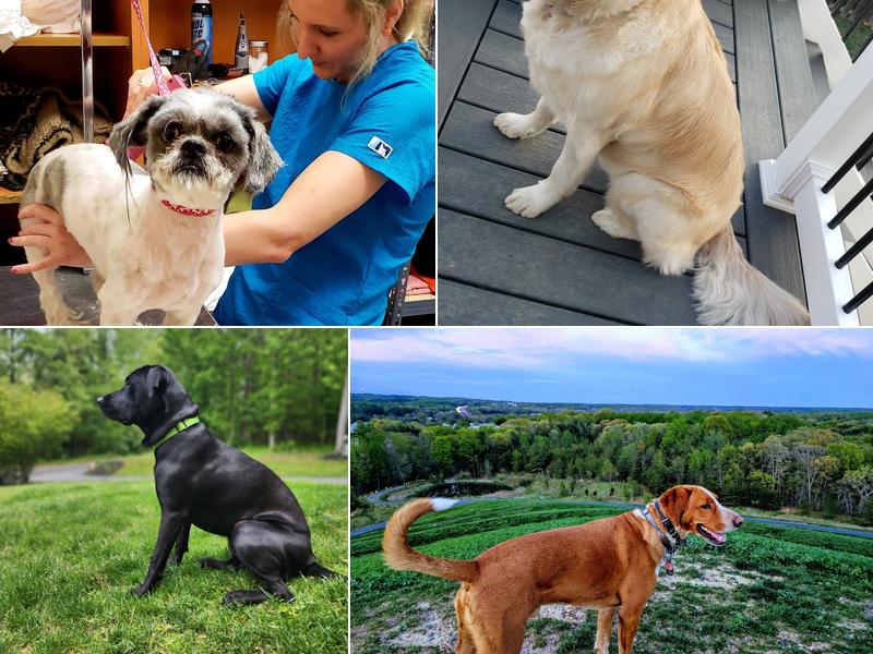 Bella Rose Grooming Studio