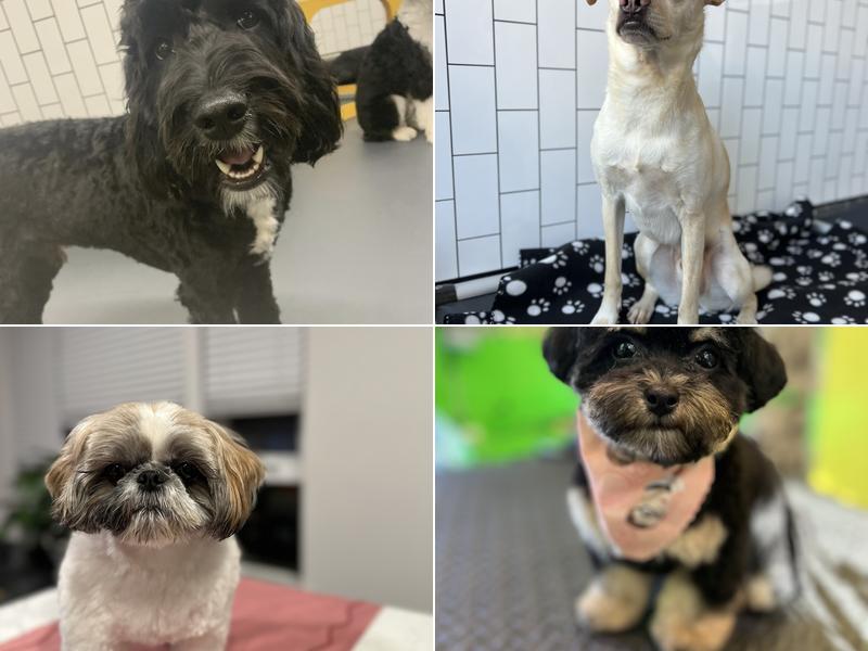 District Dogs Clarendon