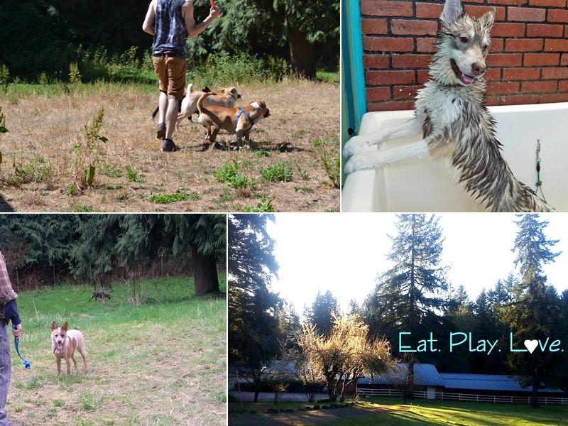 Camp Union Pet Lodge