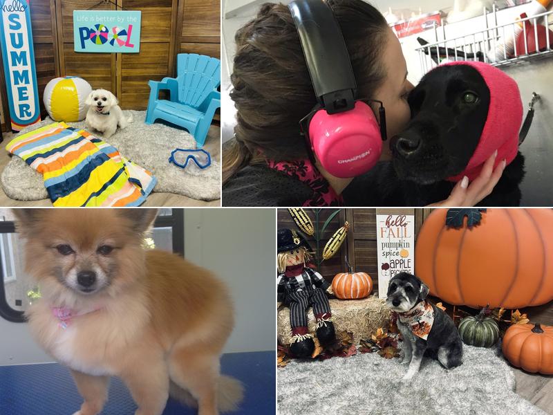 Mandy's Barks 'N' Bubbles Dog Grooming