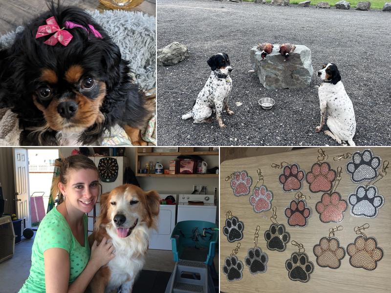 Soiled to Spoiled Animal Grooming