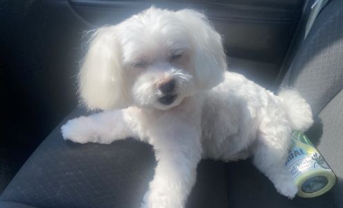 Kitsap Pet Grooming 6635 Harlow Dr Suite C, Bremerton Washington 98312