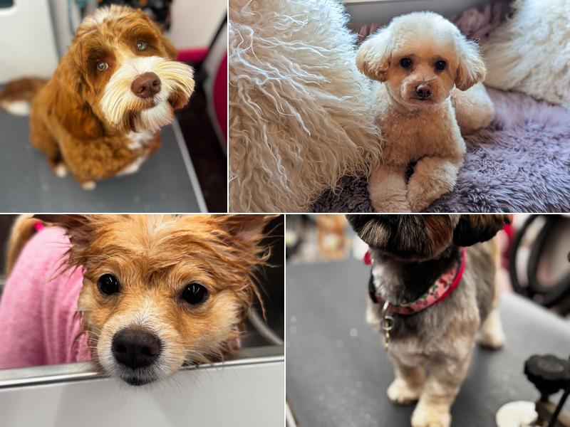 Lush Pups Mobile Spa