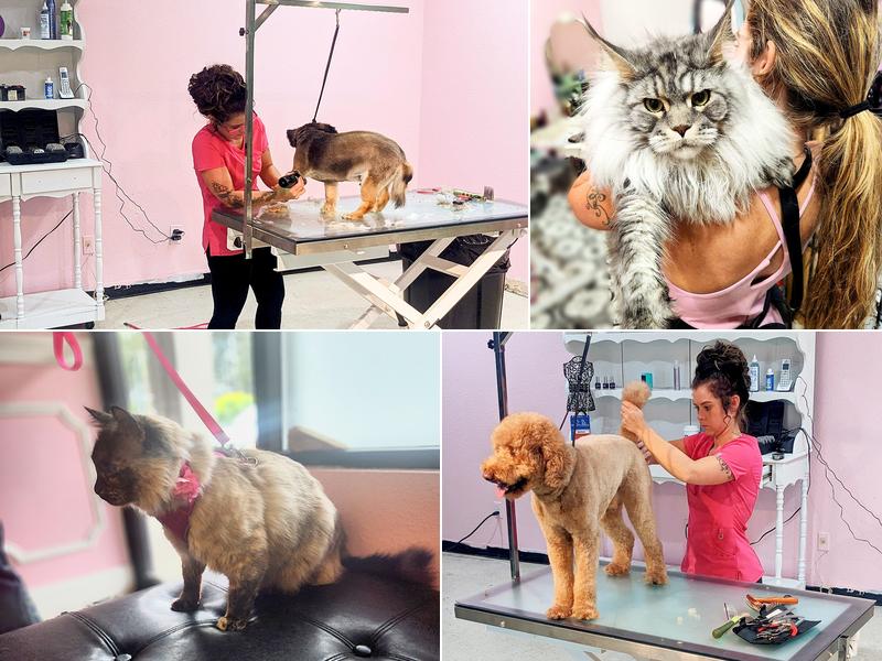 Vanity Furr Grooming Studio