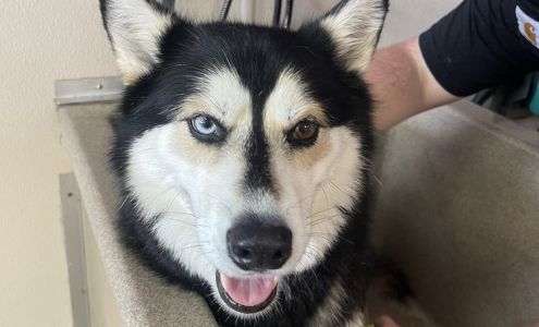 Shampooch 3219 6th Ave, Tacoma Washington 98406