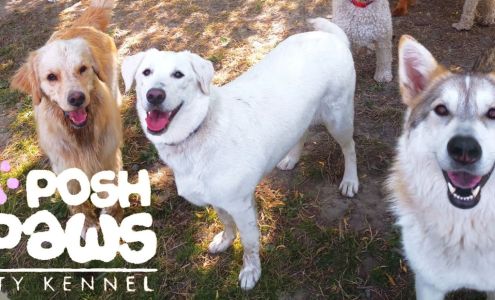Posh Paws City Kennel