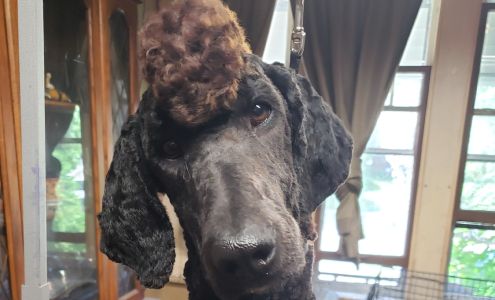 Honeysuckle, - Hounds, - Dog, - Grooming, - And, - More.