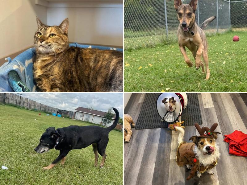 Country Kennels Bed & Biscuit