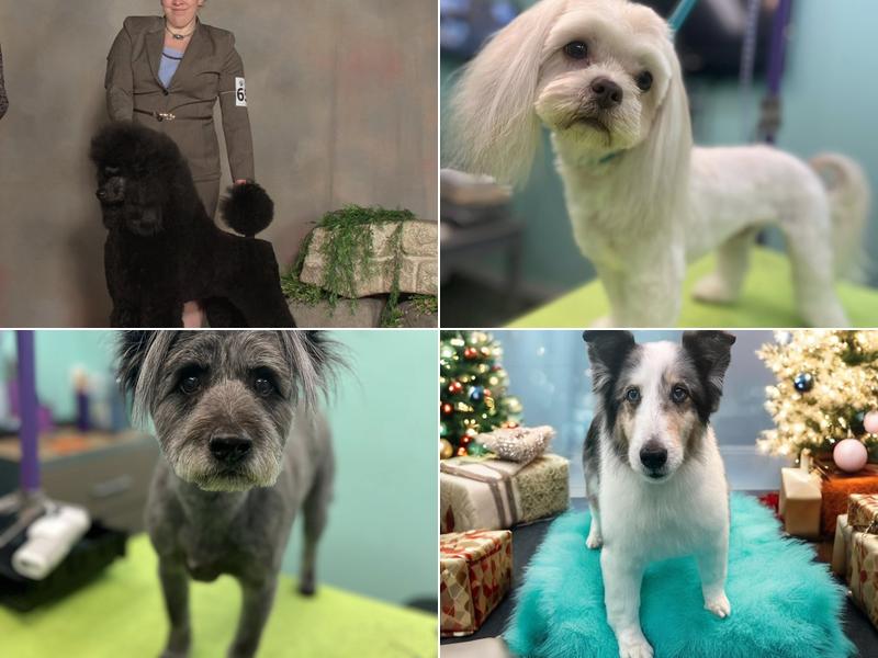 Mystic Pawz Dog Grooming