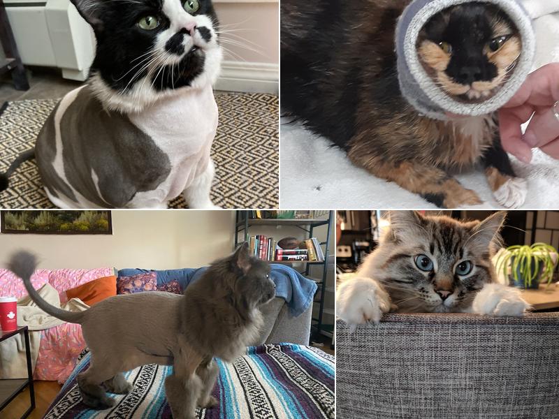 Fabulous Feline Grooming