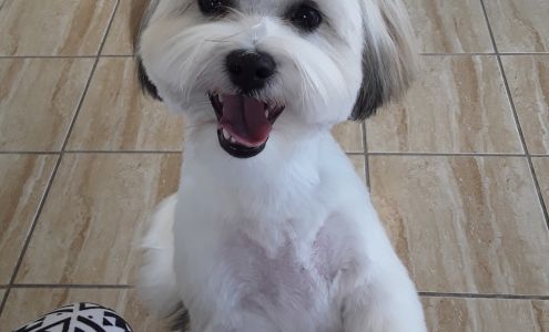 Dog Grooming By Cherie