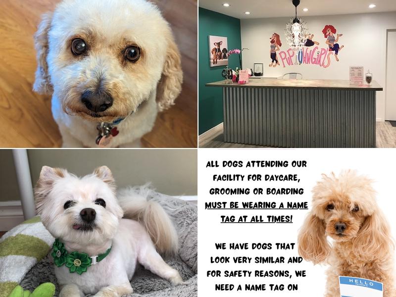 Puptown Girls Dog Daycare & Spaw