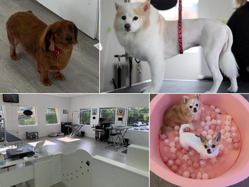 PoCo Grooming Station