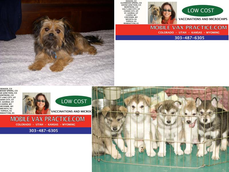 MVP Mobile Vax/Vet Practice