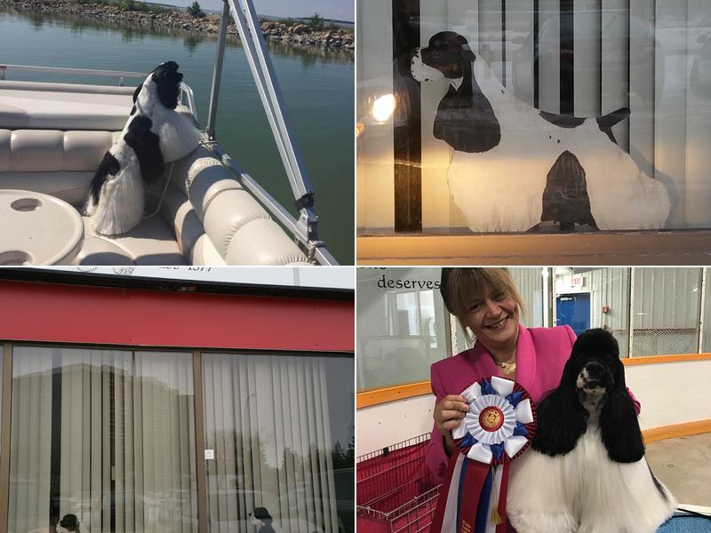 Diamond Edge Dog Salon