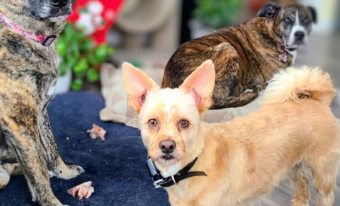 Sitting Pretty Pet Spa 60 Main St, Winnipeg Beach Manitoba R0C 3G0