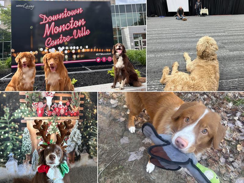 April Saulnier's Dog Training