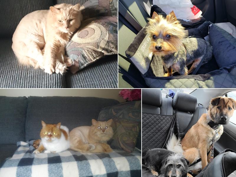 Pawsitive Pets Grooming