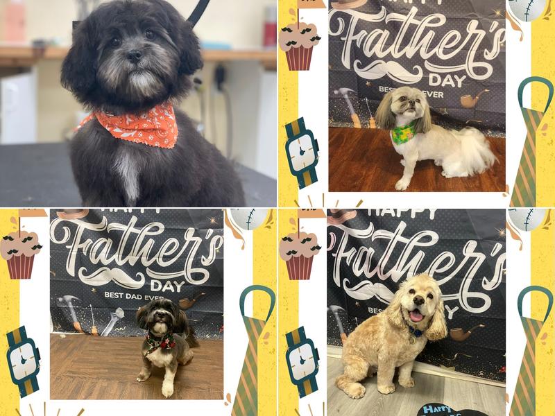 Paws in The Bath Dog Grooming