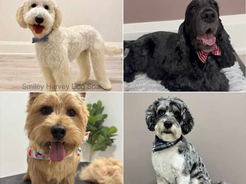 Smiley Harvey Dog Spa