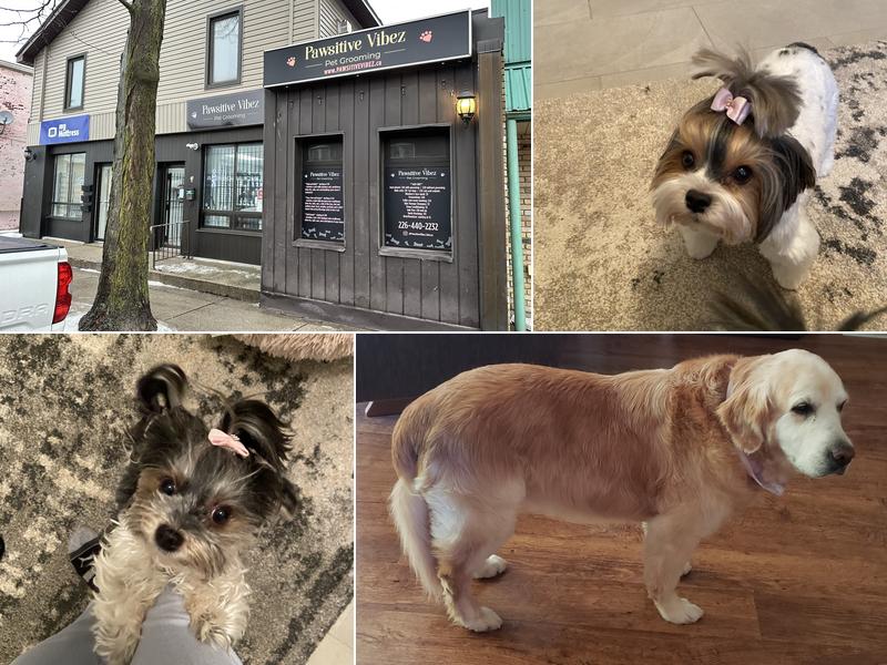 Pawsitive vibez pet grooming