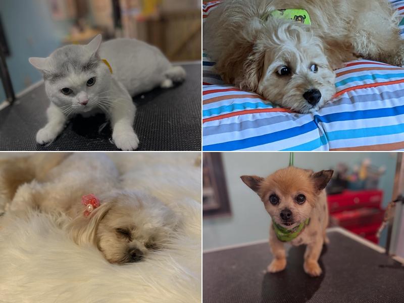 Marvelous Muttz by Britt