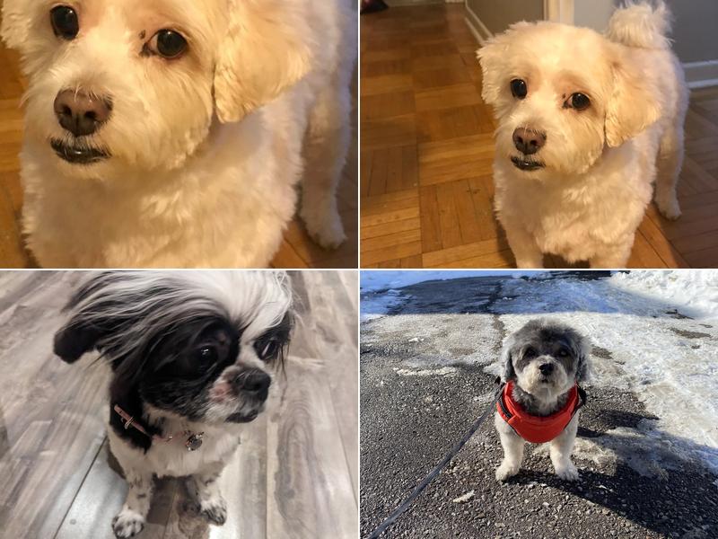 Peace of Mind Dog Grooming