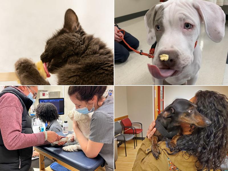 Evolution Veterinary Specialists